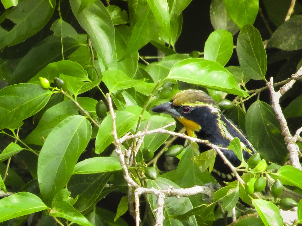 Gilded Barbet - ML646088748