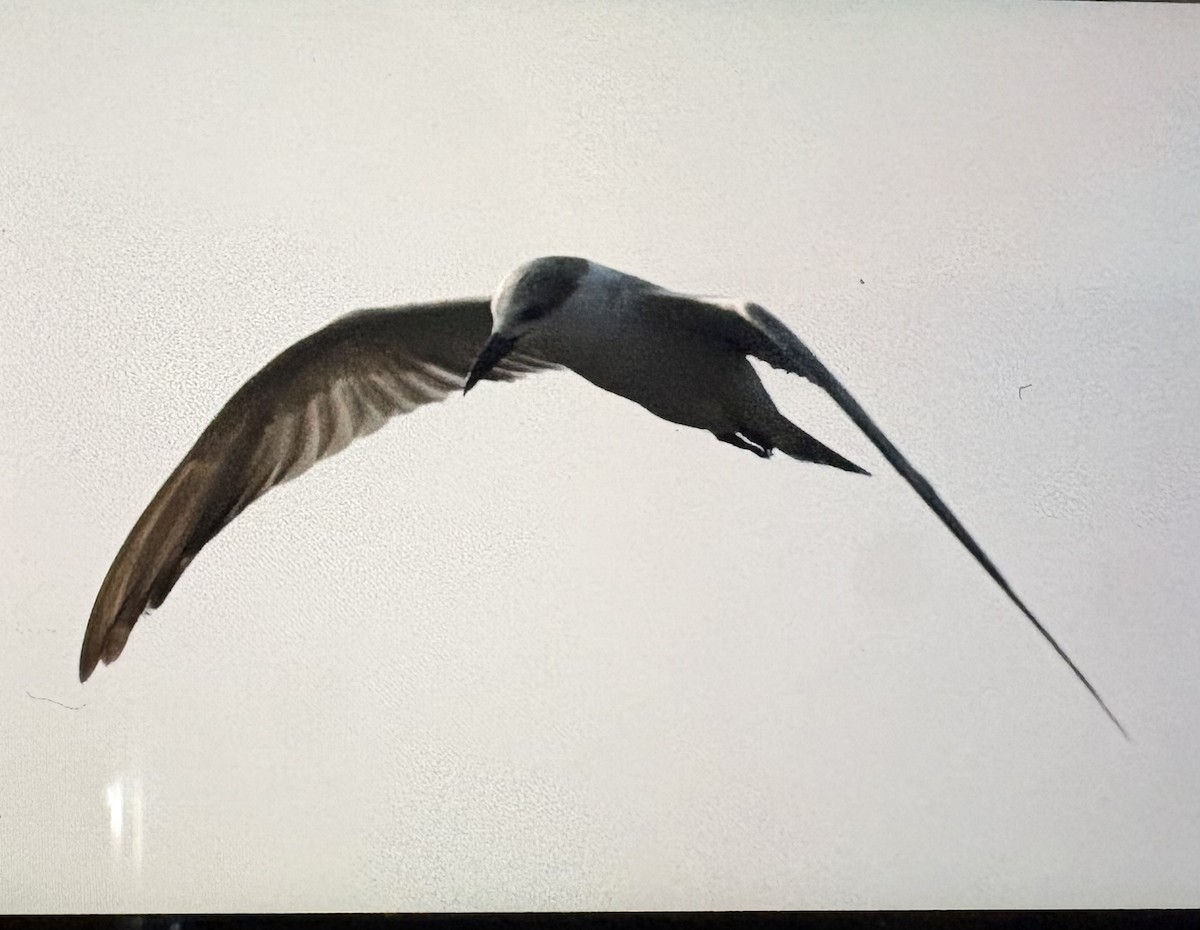 Whiskered Tern - Bholanath Bakshi