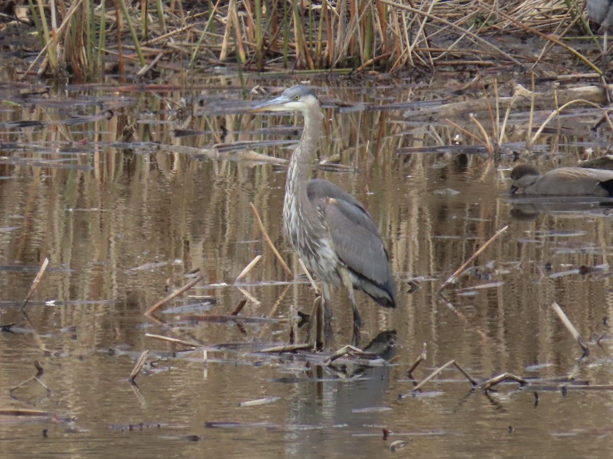 Koartza hauskara amerikarra - ML646088756