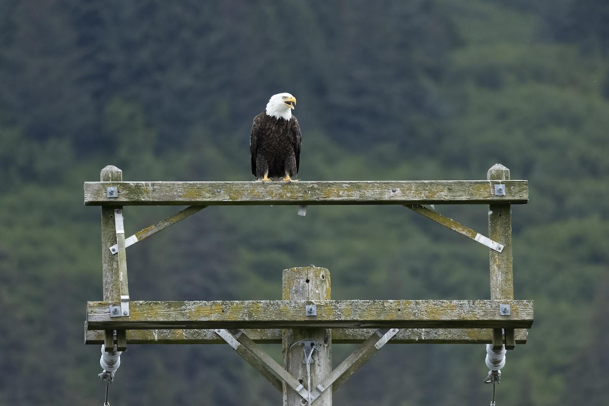 Bald Eagle - ML646088757