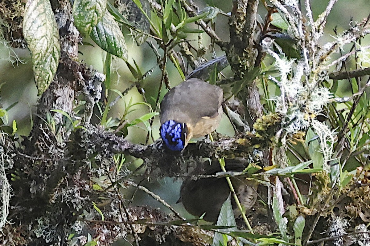 Blue-capped Ifrita - ML646088759