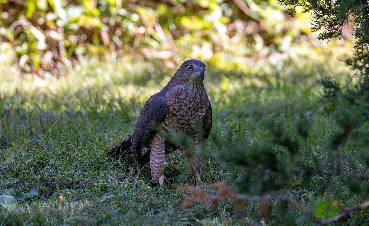 Cooper's Hawk - ML646088764