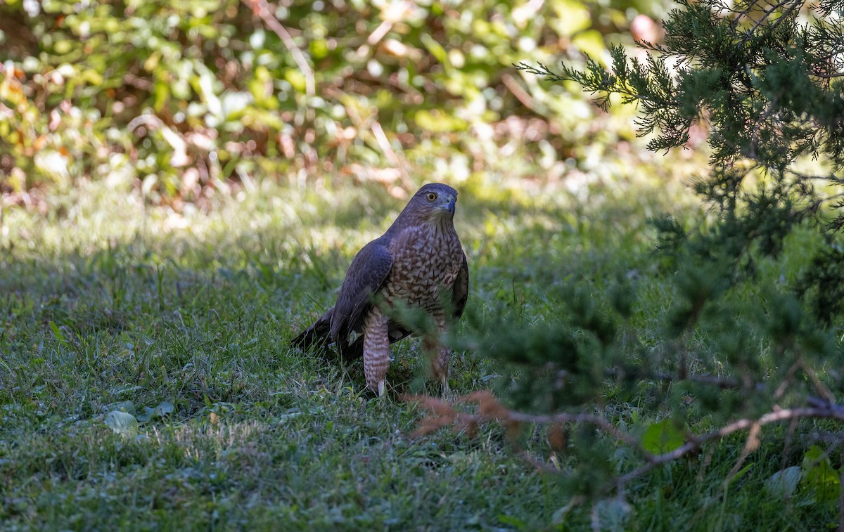 Cooper's Hawk - ML646088765