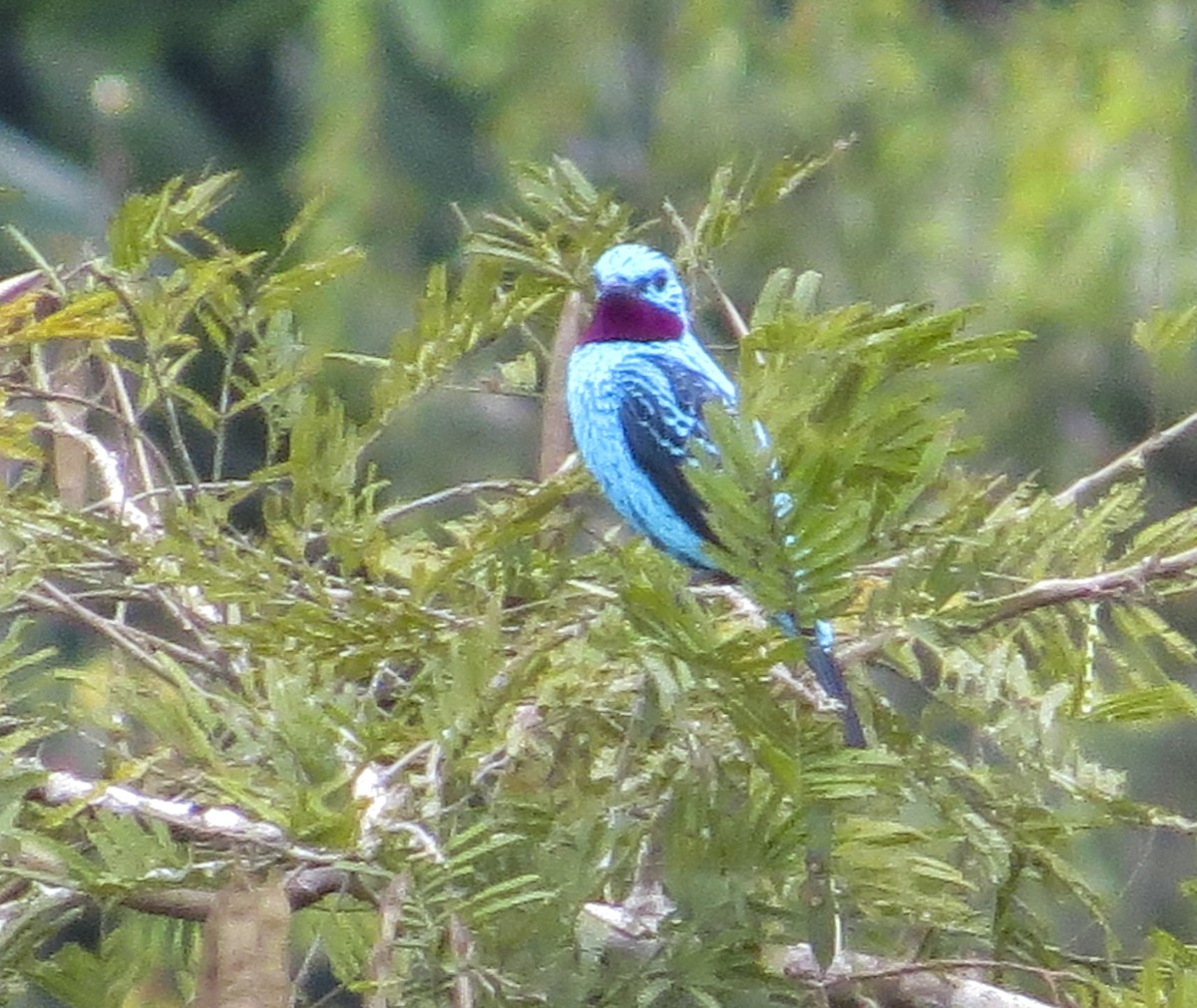 Spangled Cotinga - ML646088768