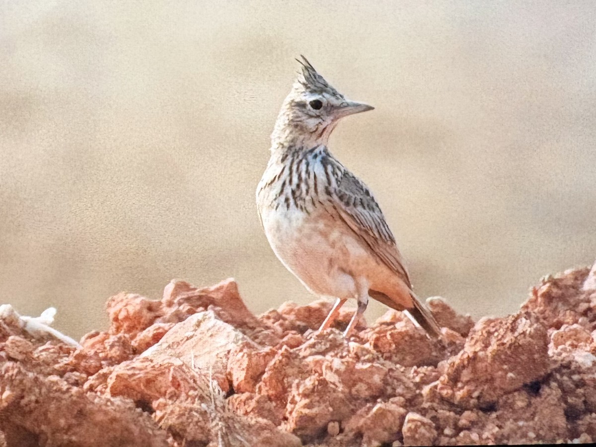 Cogujada Común - ML646088770