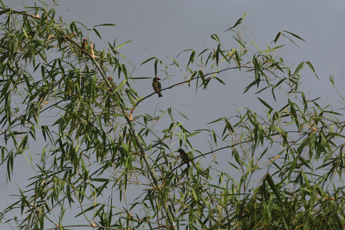 Barbudo Calderero - ML646088773