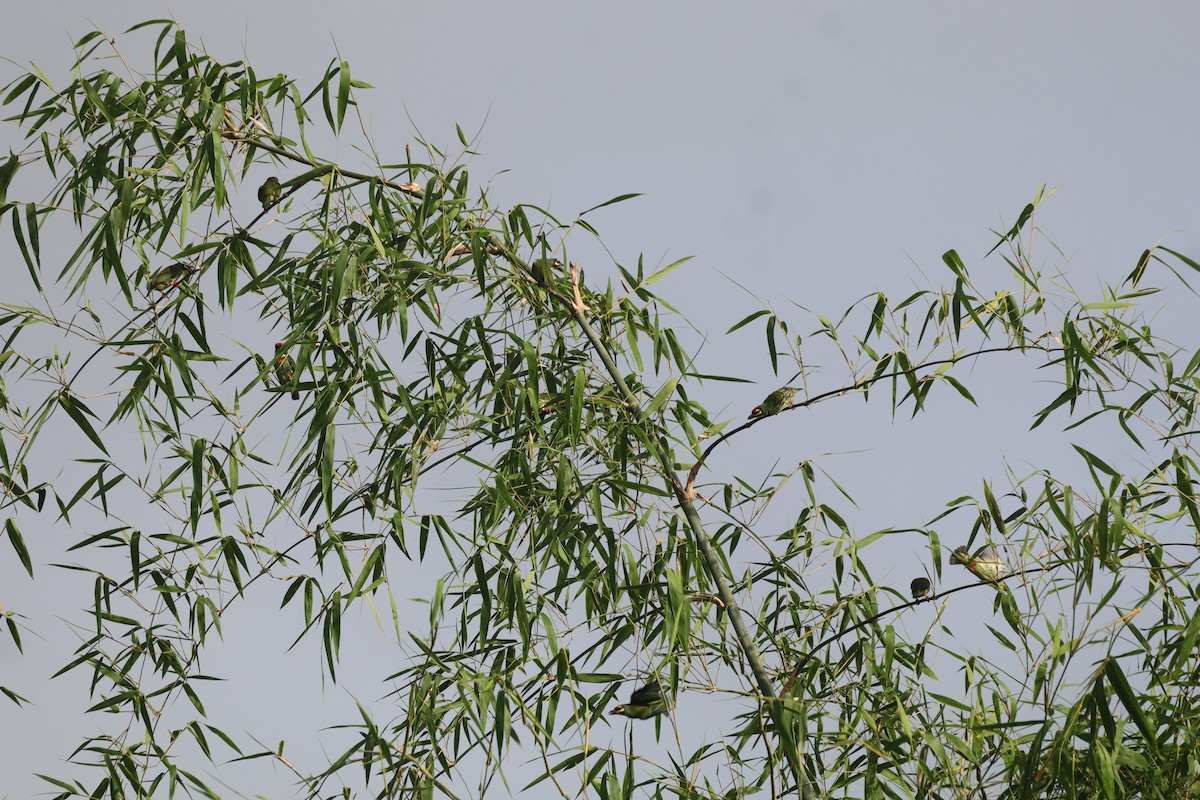 Barbudo Calderero - ML646088774