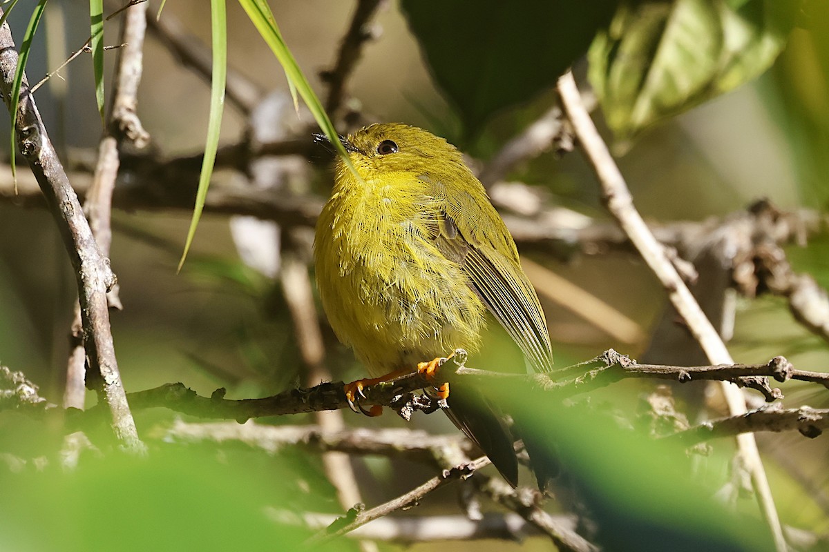 Petroica Papú - ML646088775