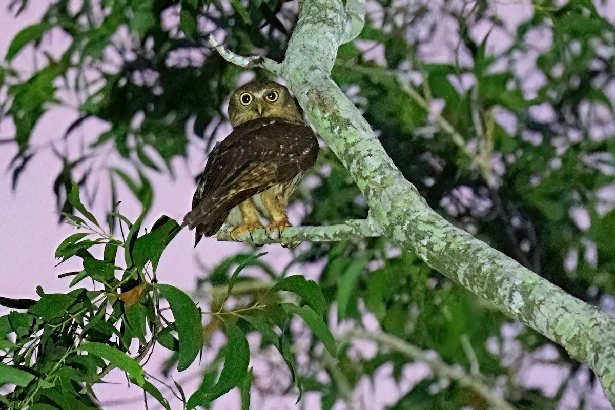 Nínox Ladrador - ML646088776