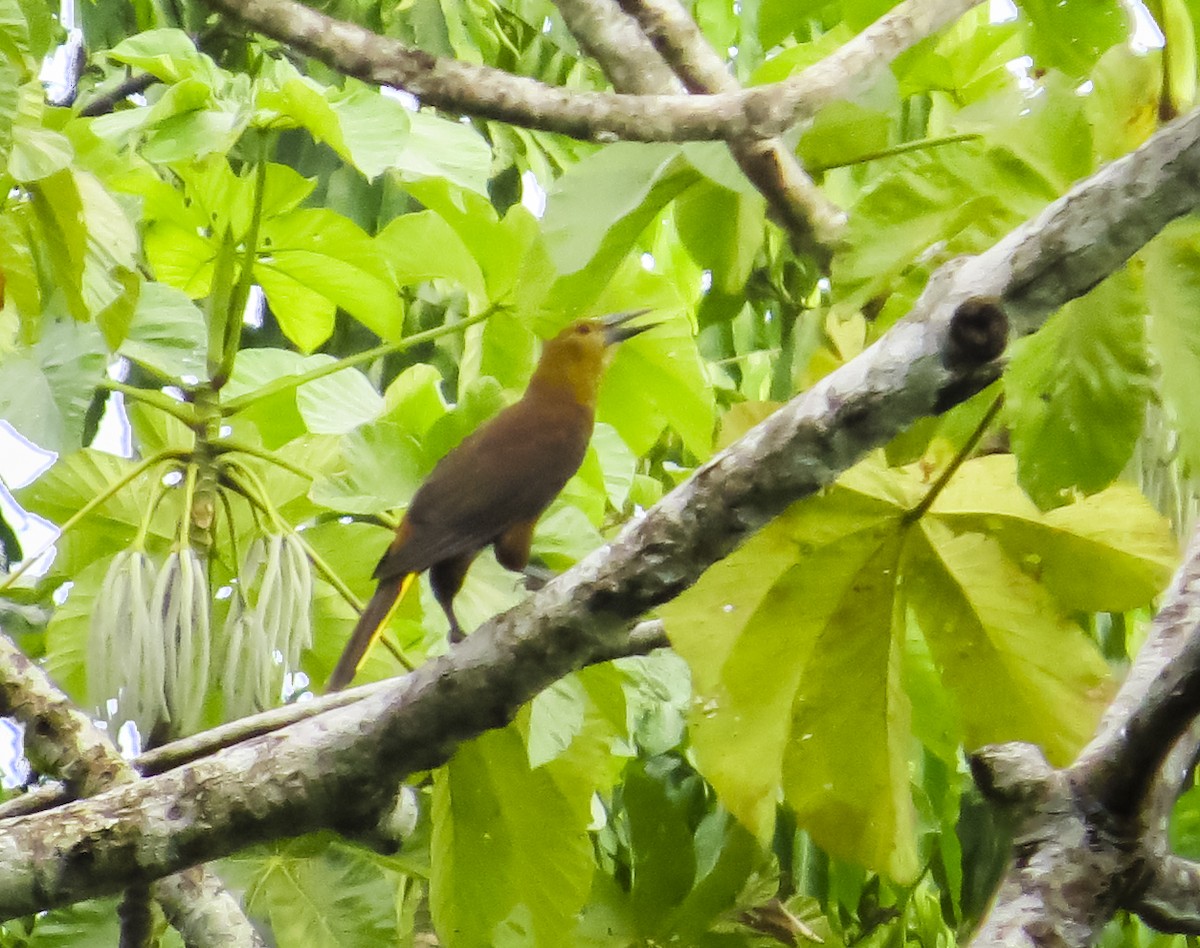 Cacique Dorsirrufo - ML646088777