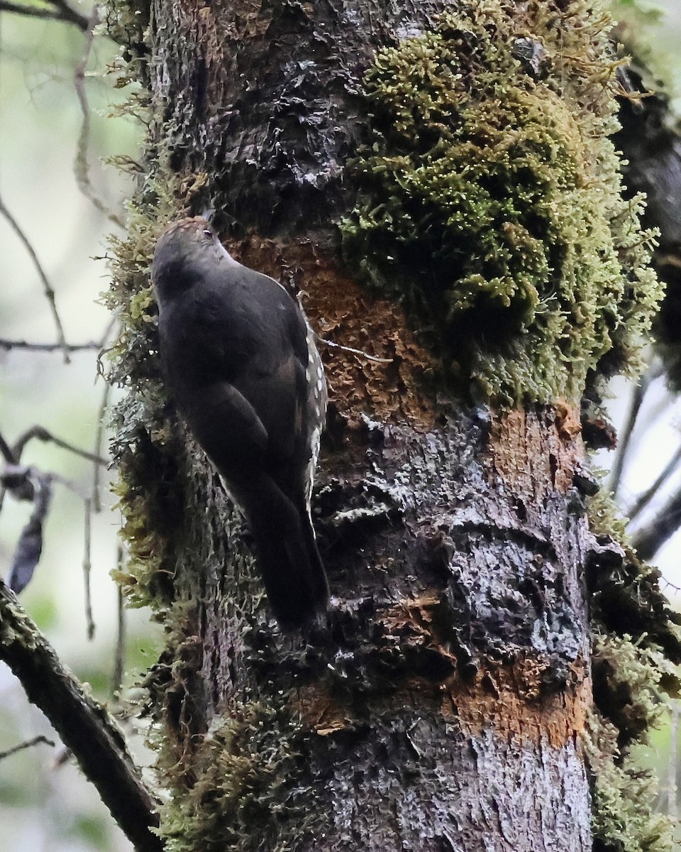 Corretroncos Papú - ML646088778