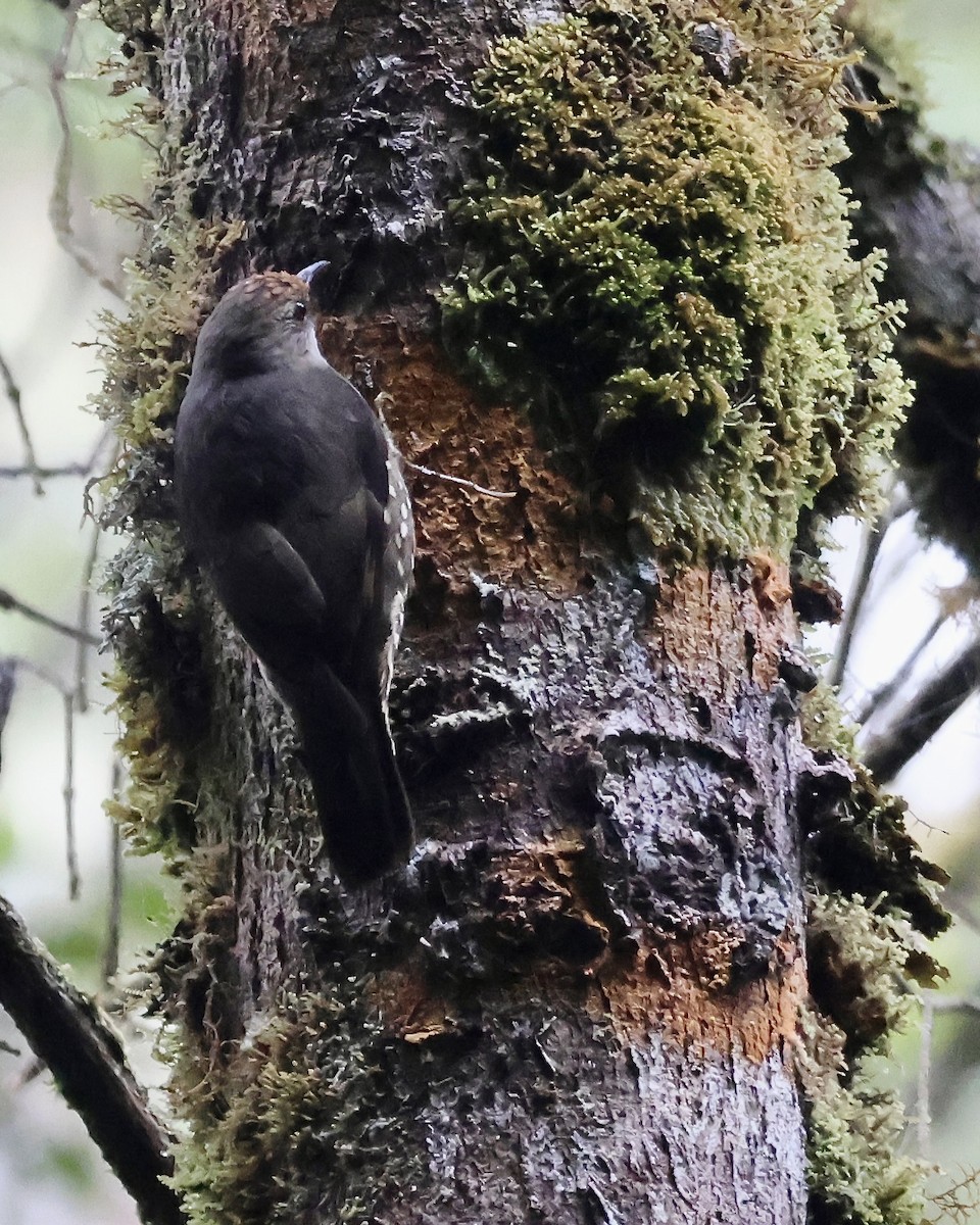 Corretroncos Papú - ML646088779