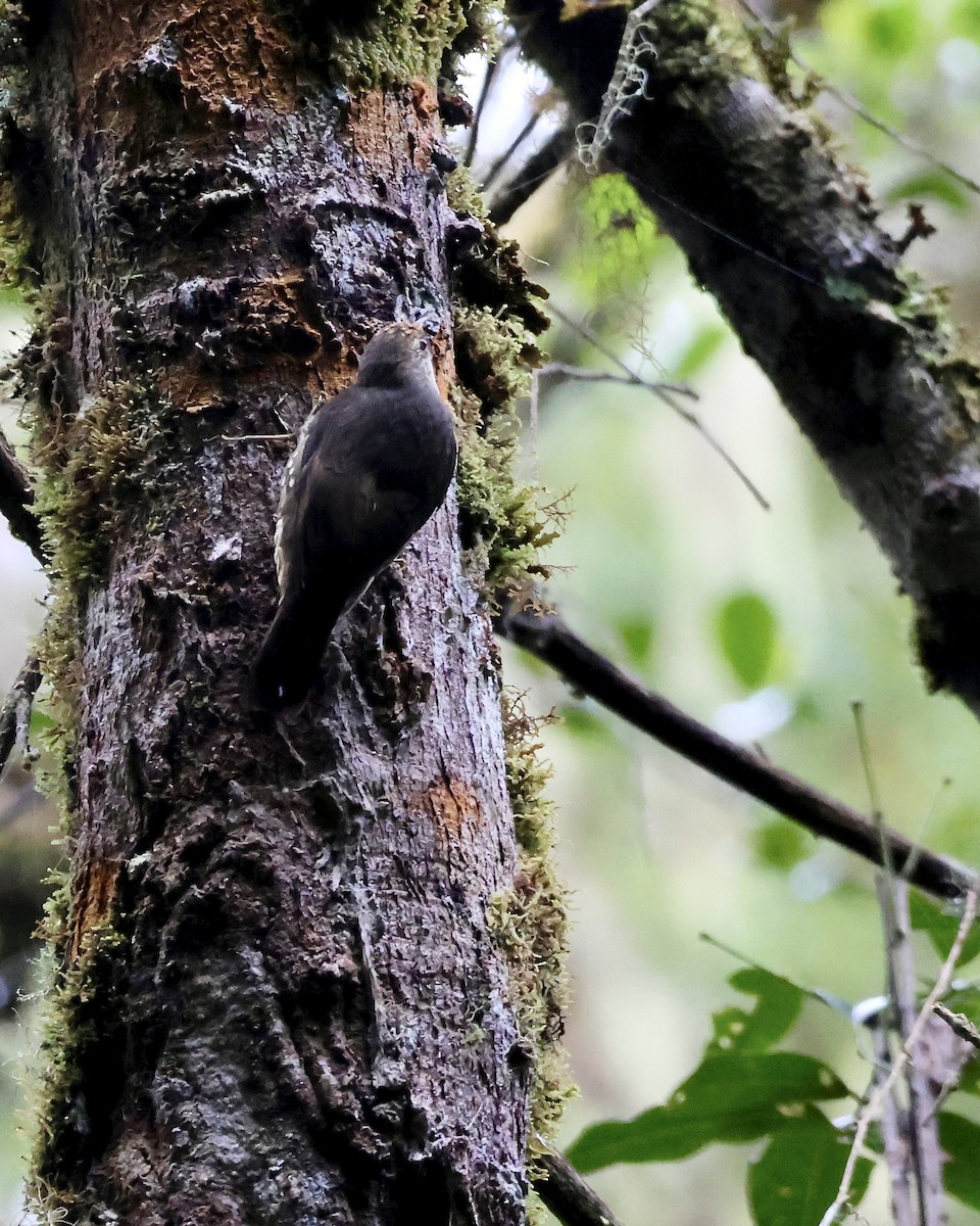Corretroncos Papú - ML646088780