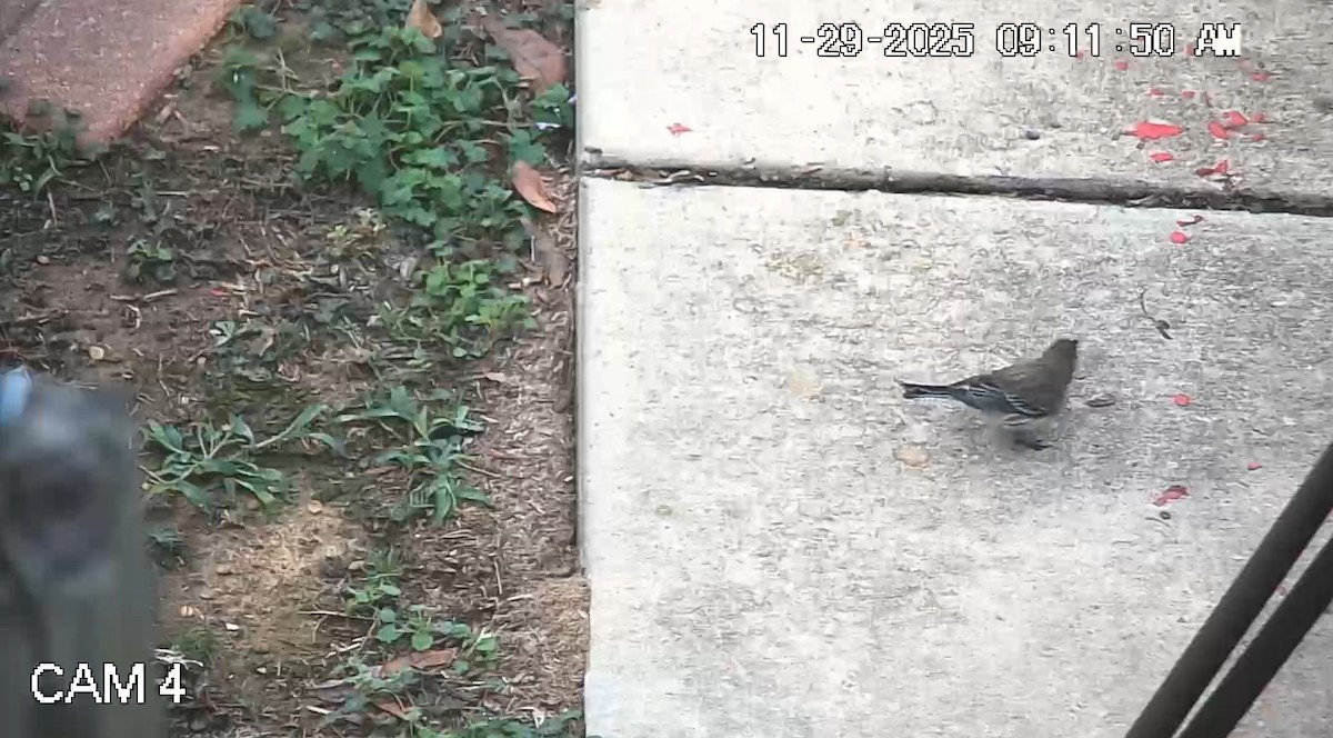 Reinita Coronada - ML646088782