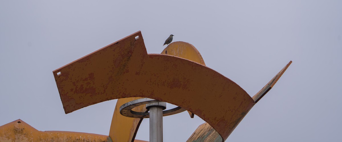 Estornino Pinto - ML646088783