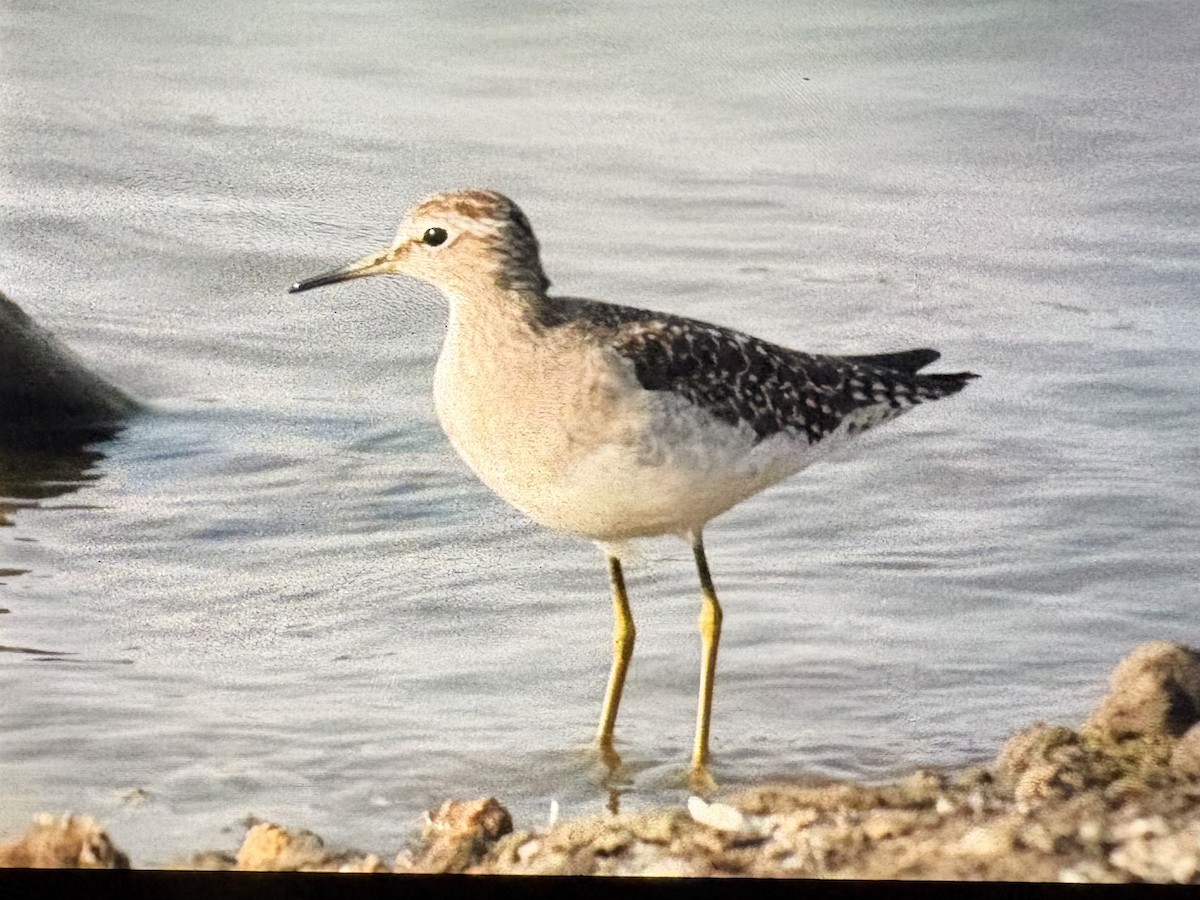 タカブシギ - ML646088784