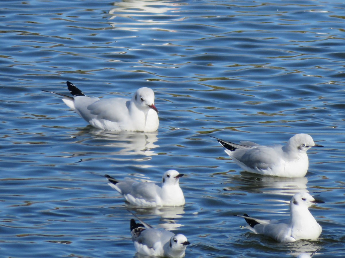 Gaviota Reidora - ML646088787