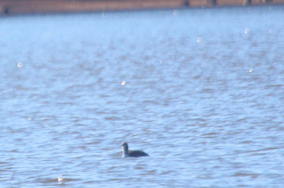 Colimbo Chico - ML646088788