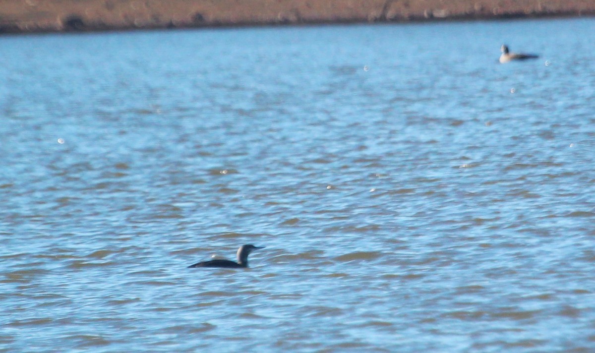 Colimbo Chico - ML646088789