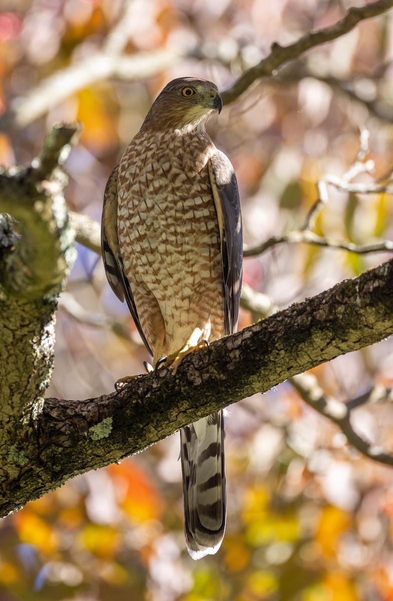 Gavilán de Cooper - ML646088790