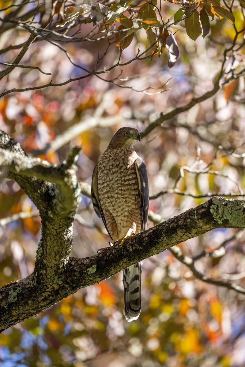 Gavilán de Cooper - ML646088792