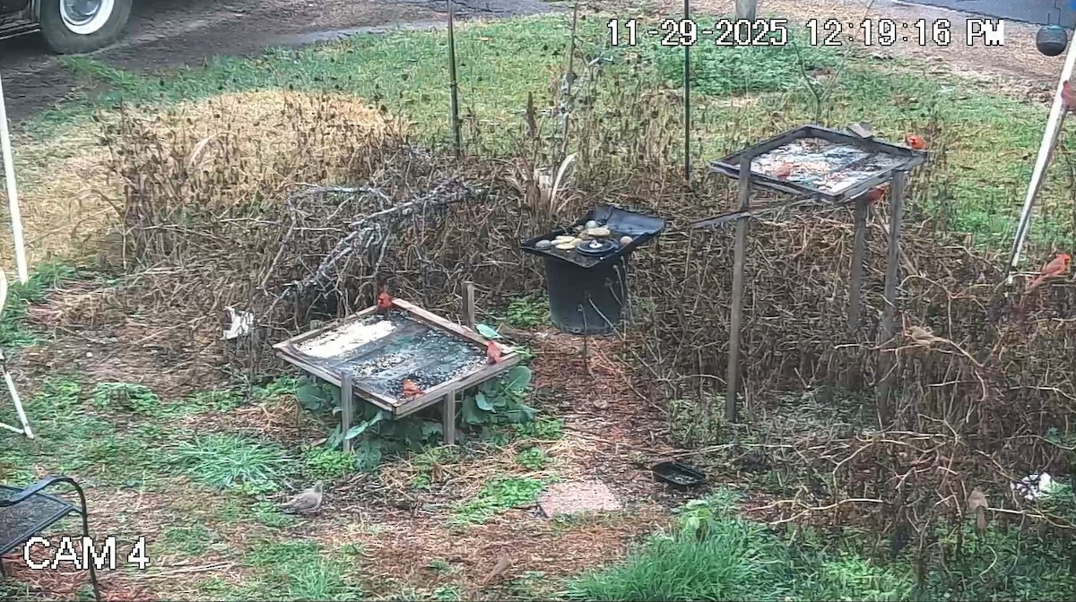 Cardenal Norteño - ML646088793