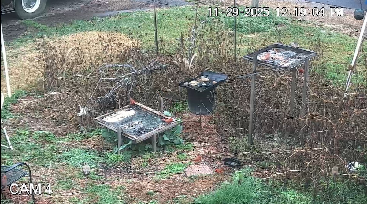 Cardenal Norteño - ML646088794