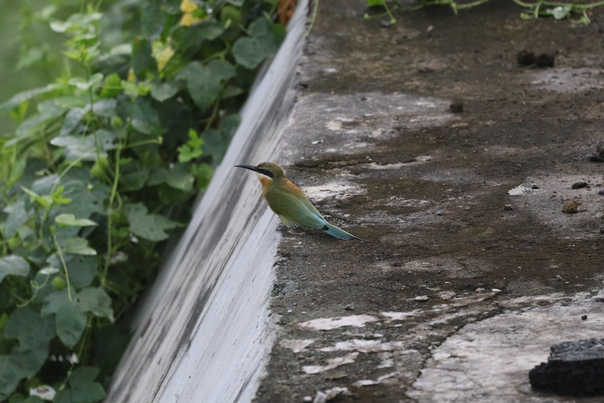 Abejaruco Coliazul - ML646088796