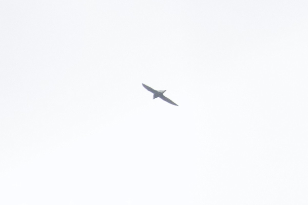 Vencejo Mongol - ML646088797