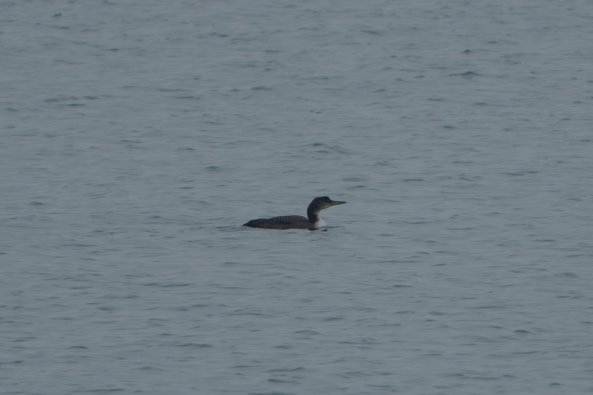 Colimbo Grande - ML646088798