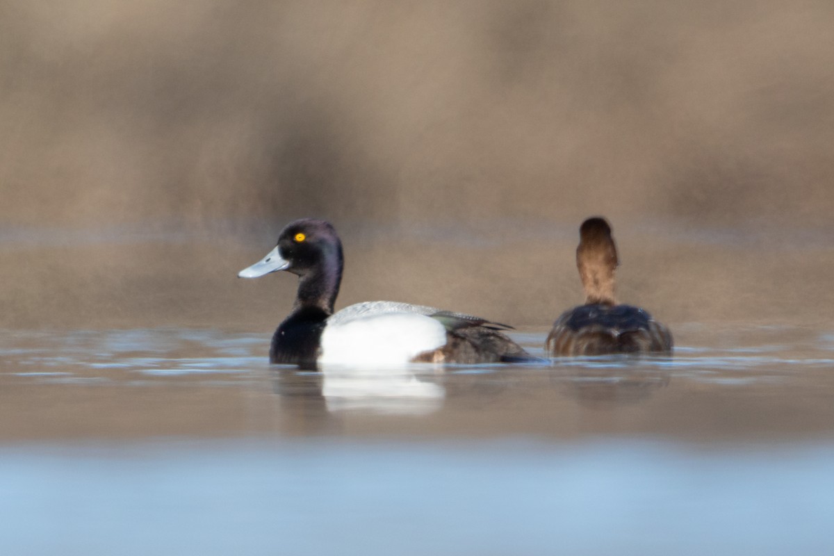 Porrón Bola - ML646088799