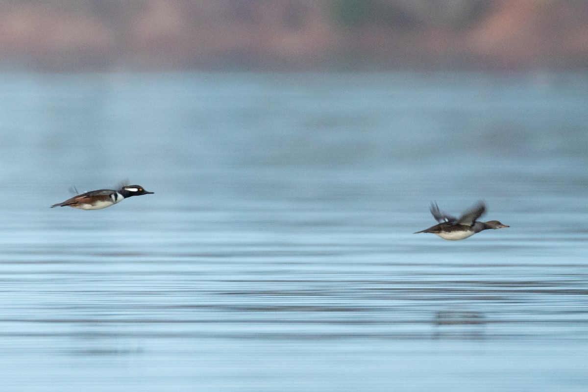 Serreta Capuchona - ML646088800