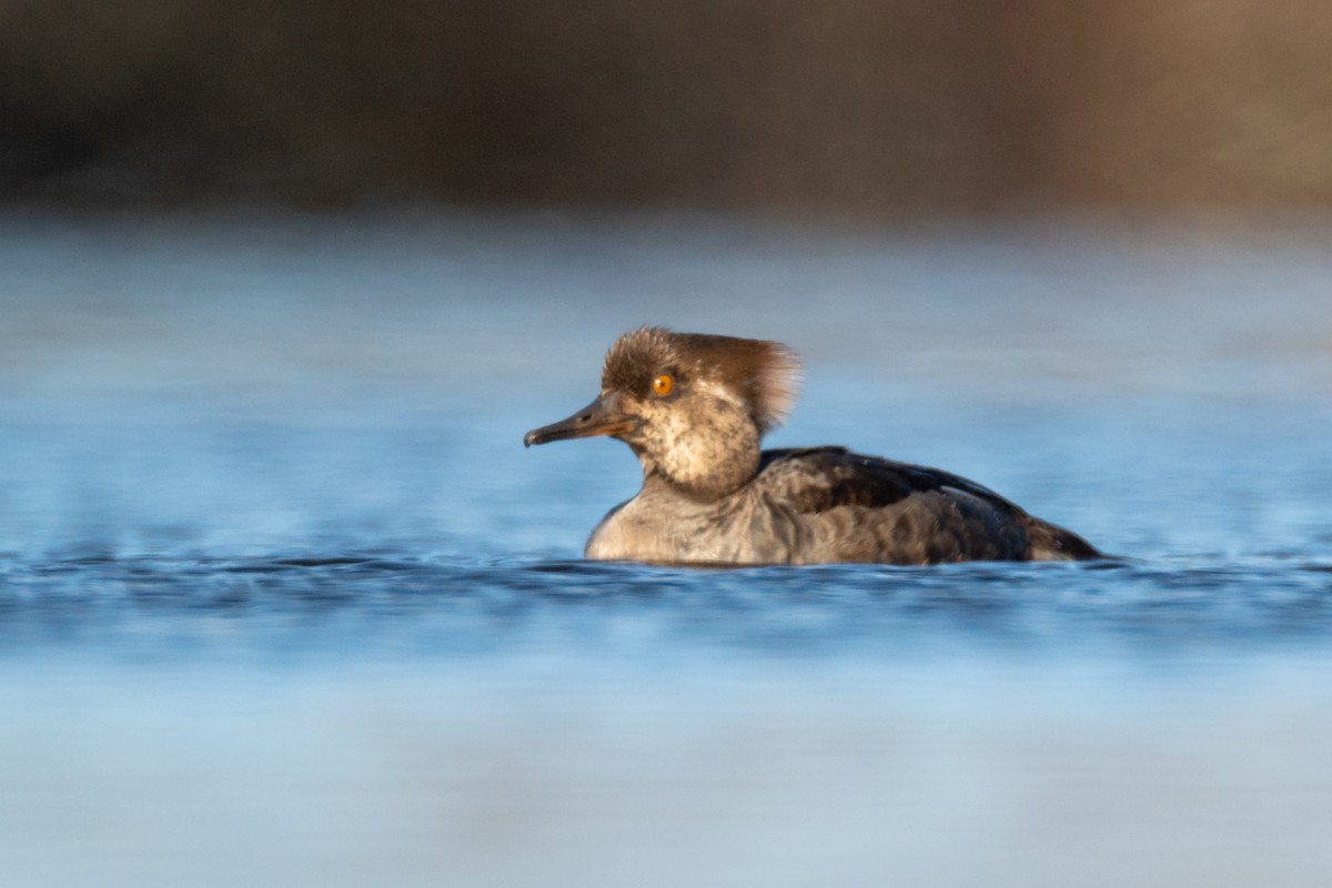 Serreta Capuchona - ML646088802