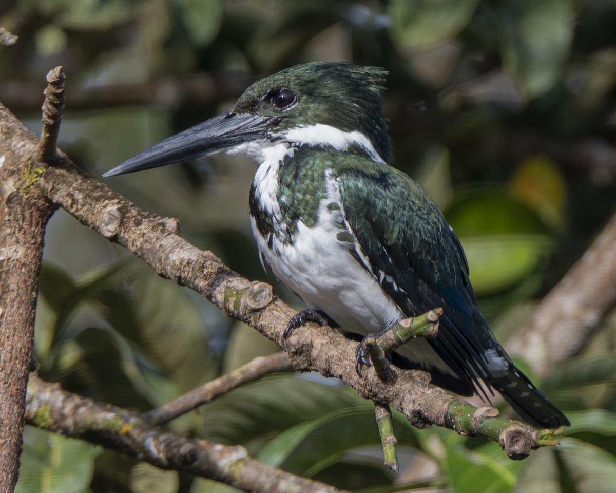 オオミドリヤマセミ - ML646088805