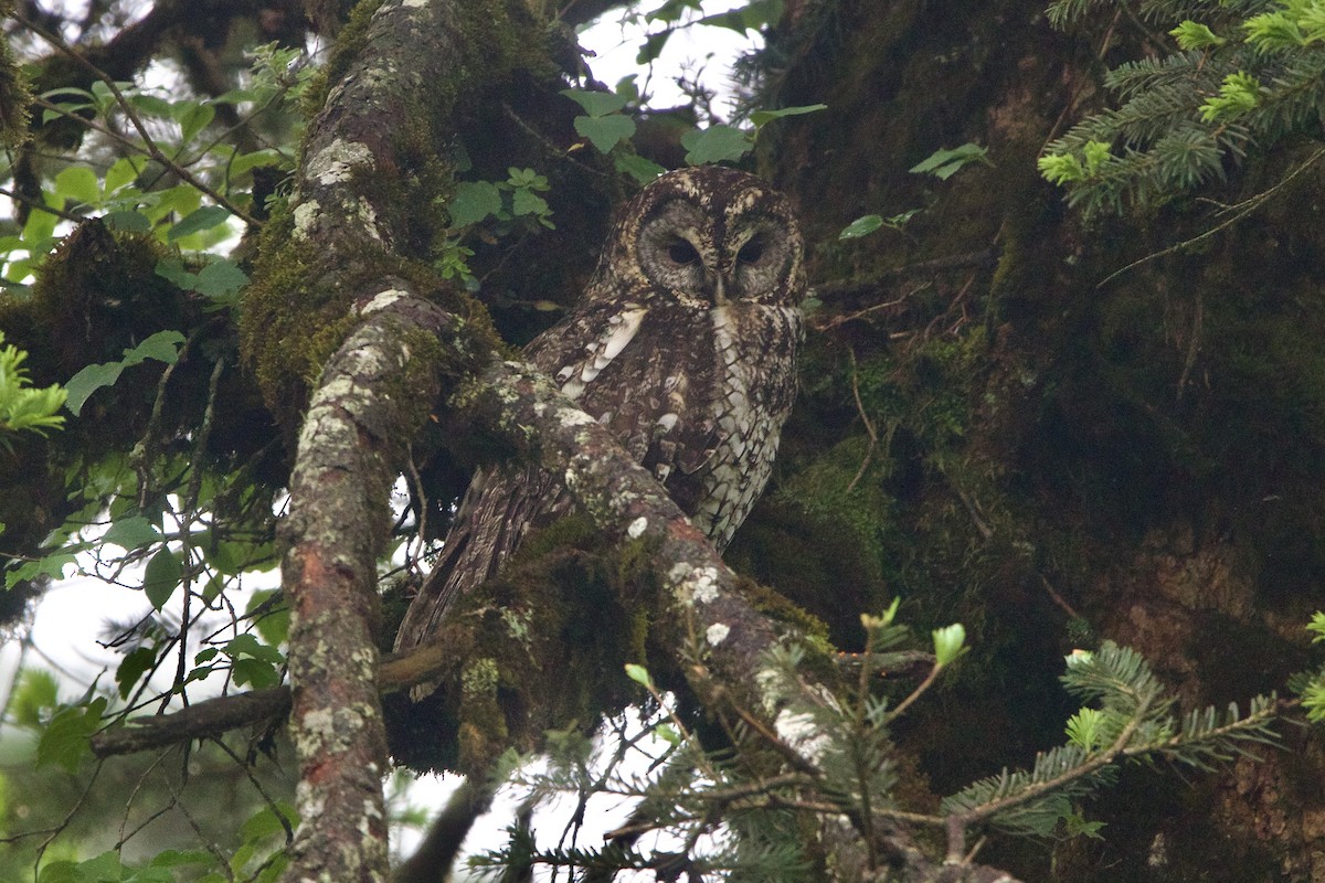 Himalayan Owl - ML646088816