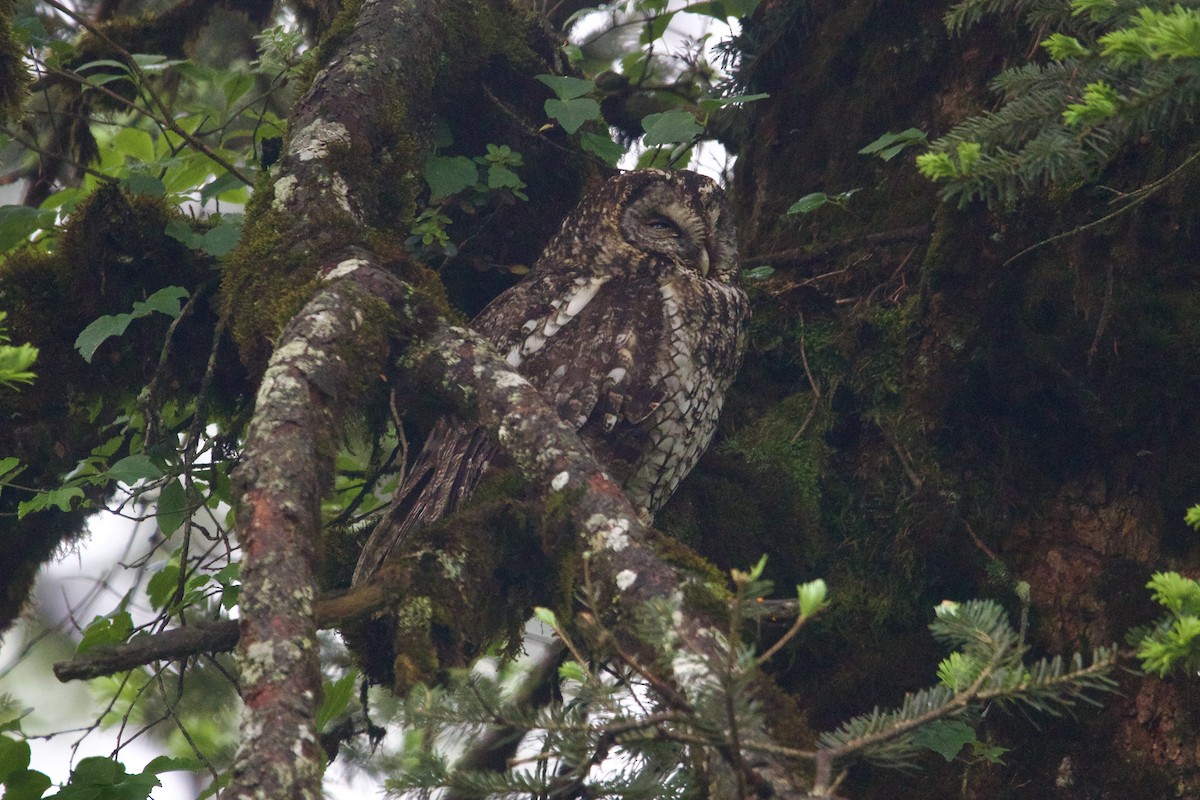 Himalayan Owl - ML646088817