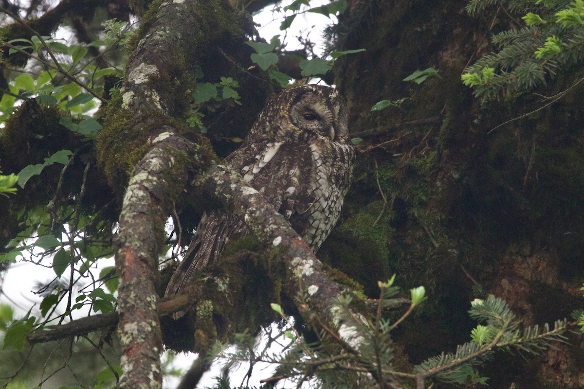 Himalayan Owl - ML646088818