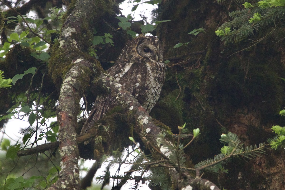 ヒマラヤフクロウ - ML646088819