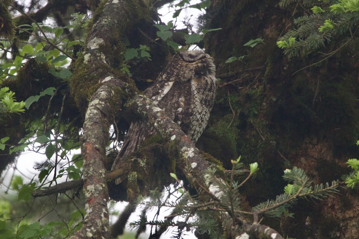 ヒマラヤフクロウ - ML646088820