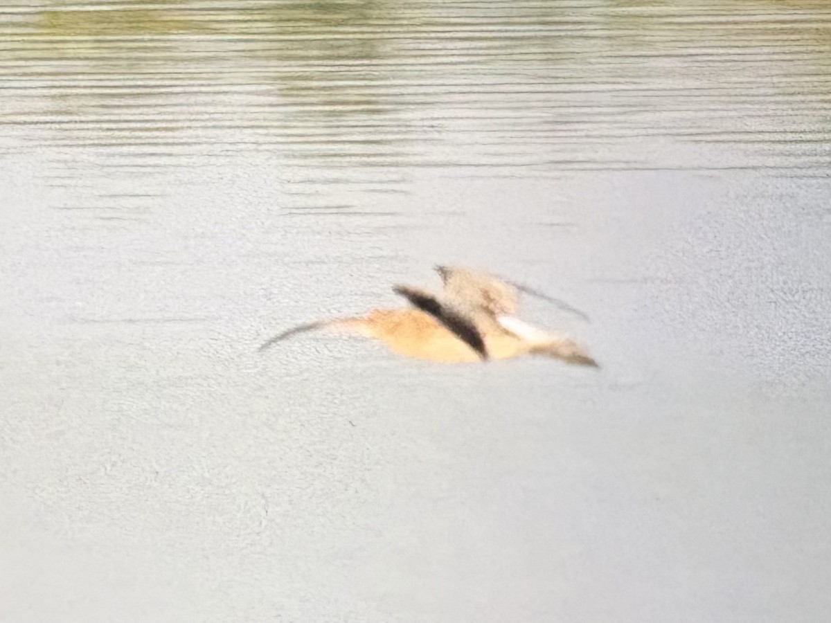 ダイシャクシギ - ML646088821