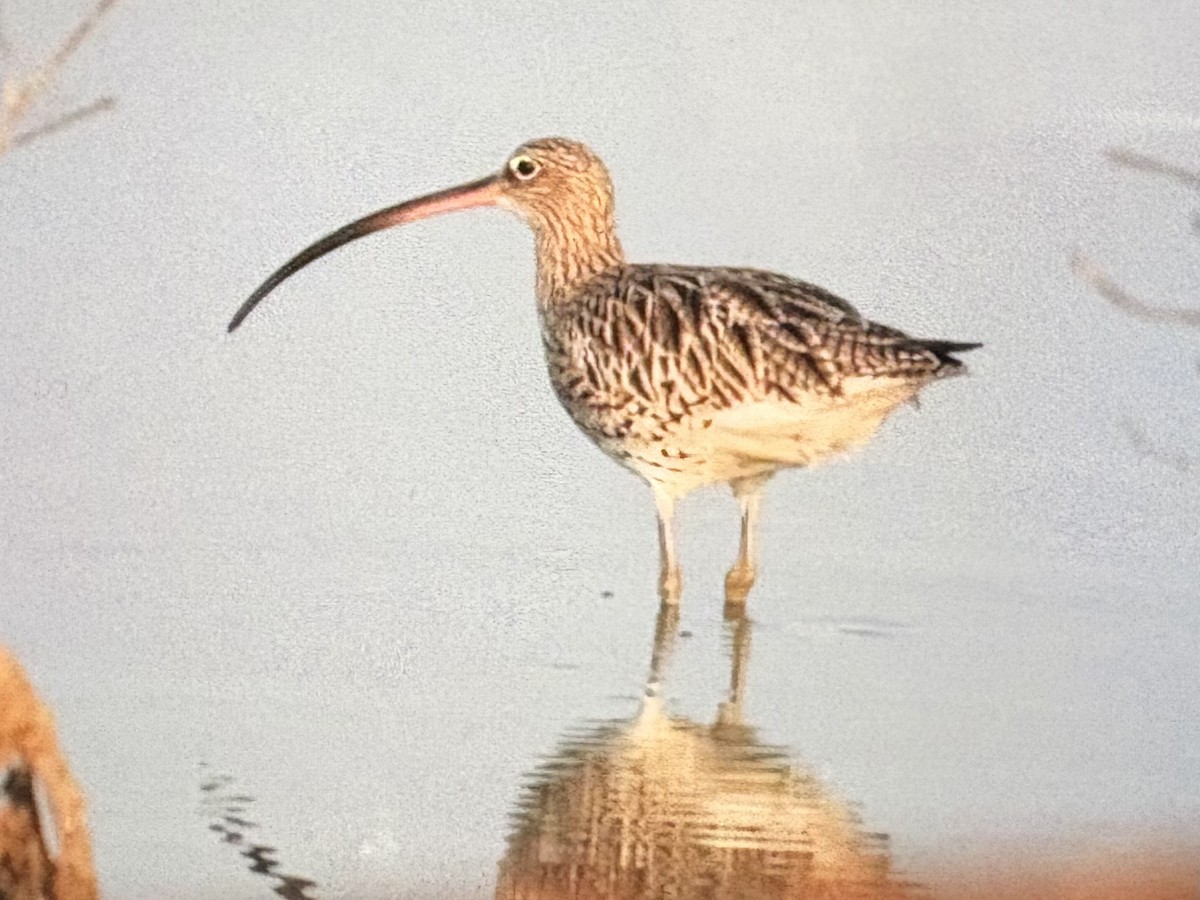 ダイシャクシギ - ML646088822