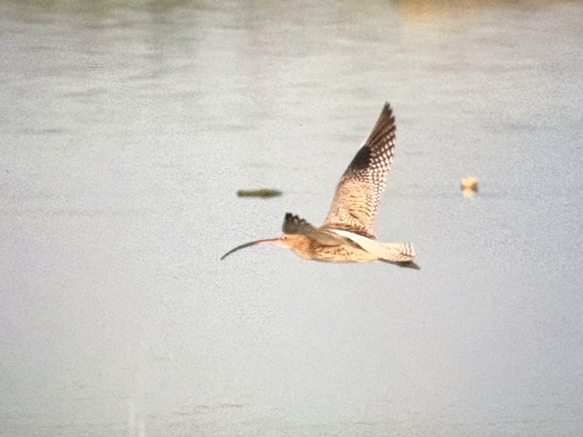 ダイシャクシギ - ML646088823