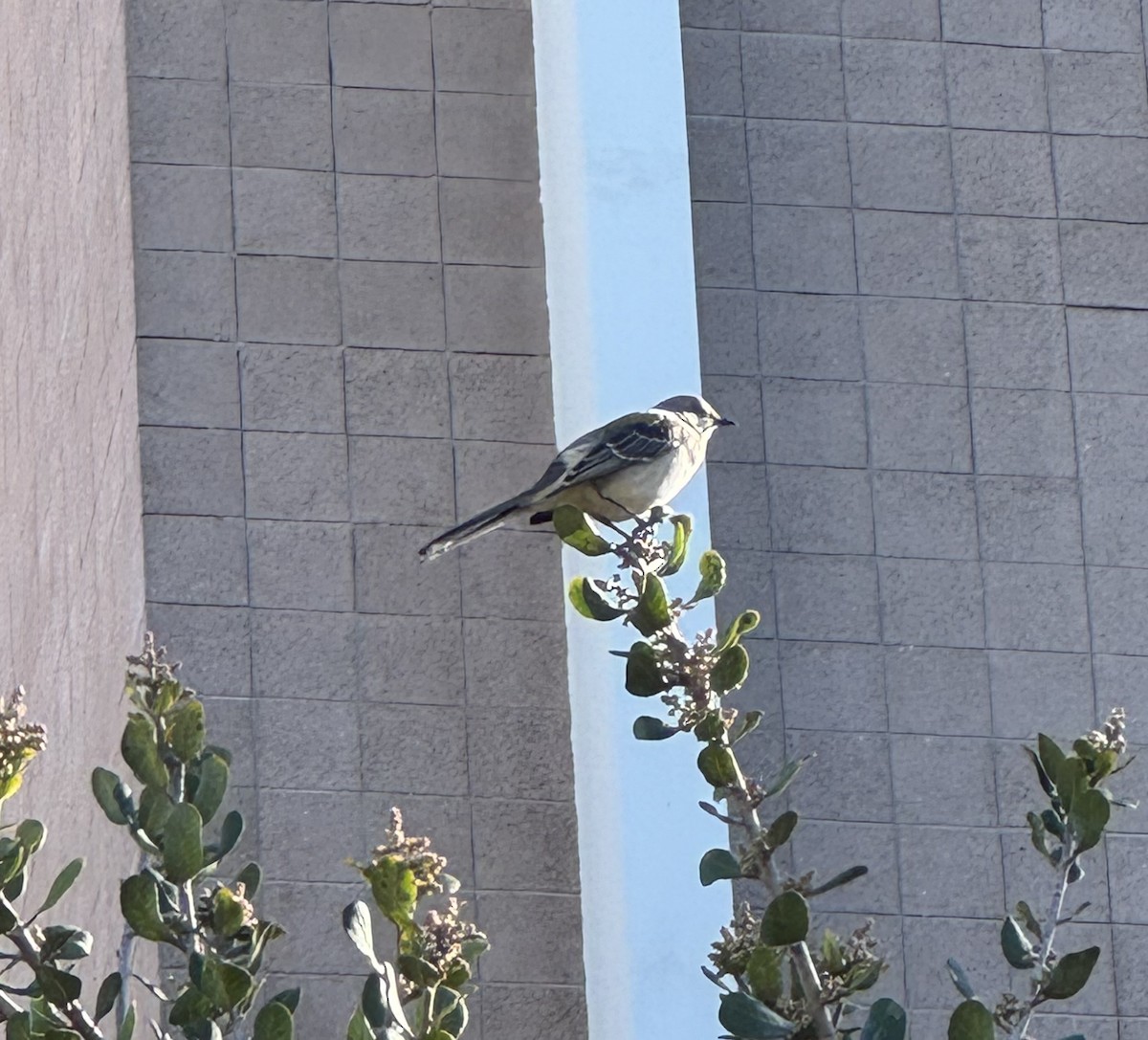 Northern Mockingbird - ML646088825