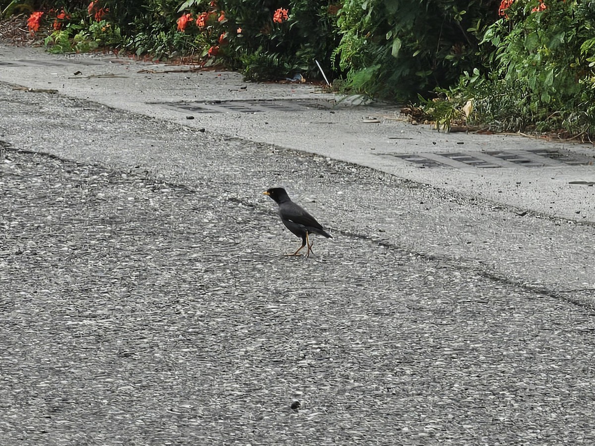 ジャワハッカ - ML646088829