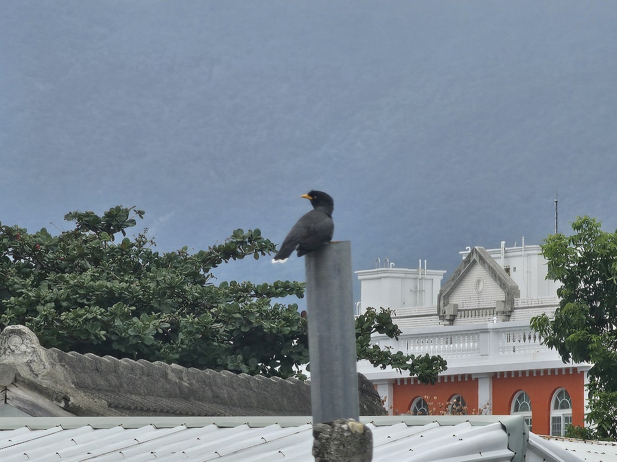 ジャワハッカ - ML646088831