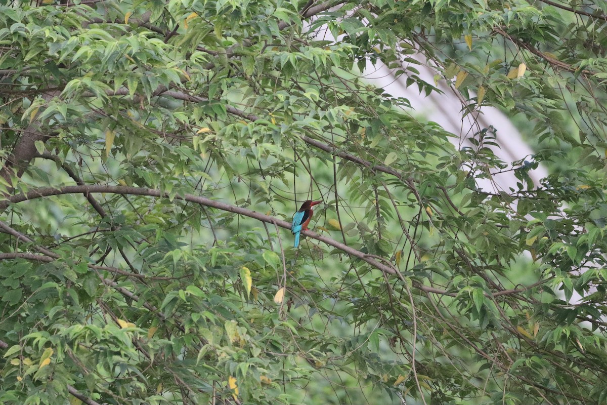 Brown-breasted Kingfisher - ML646088833