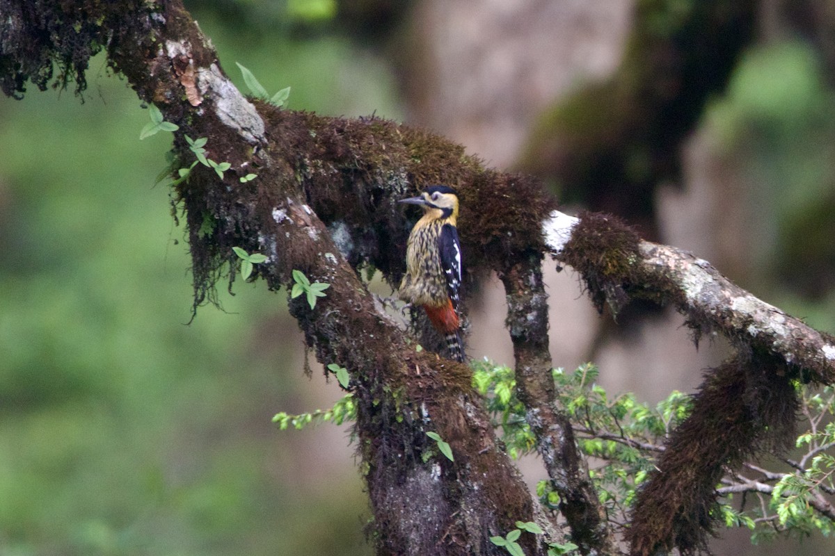 Дятел смугасточеревий - ML646088834