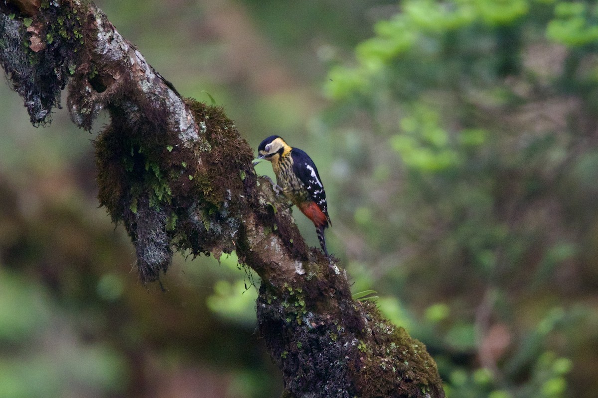 キバラアカゲラ - ML646088836