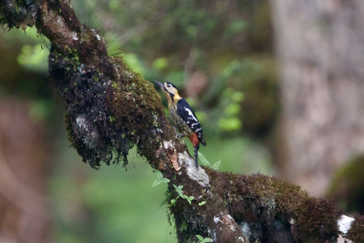 キバラアカゲラ - ML646088837