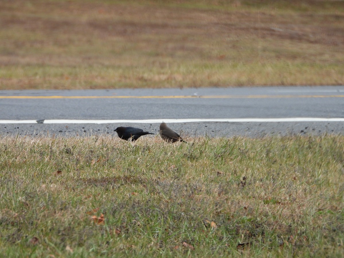 Brown-headed Cowbird - ML646088839